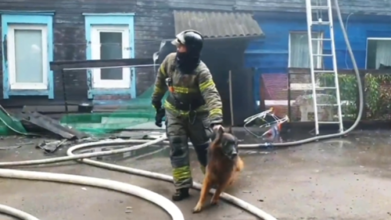 Собаку и кошку вынесли из огня пожарные в Иркутске